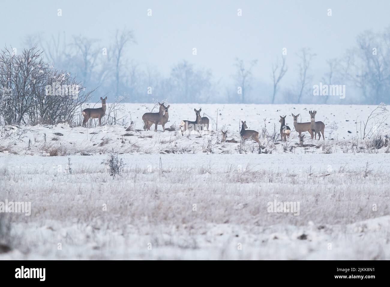 Der wilde Hirsch auf einem schneebedeckten Feld Stockfoto