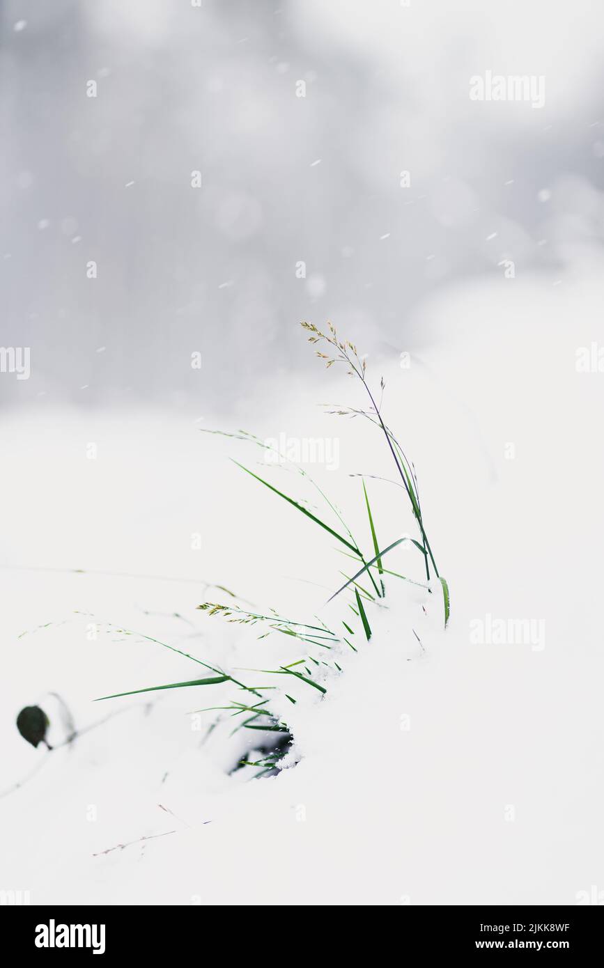 Eine vertikale Aufnahme des schneebedeckten Feldes vor einem verschwommenen Hintergrund Stockfoto