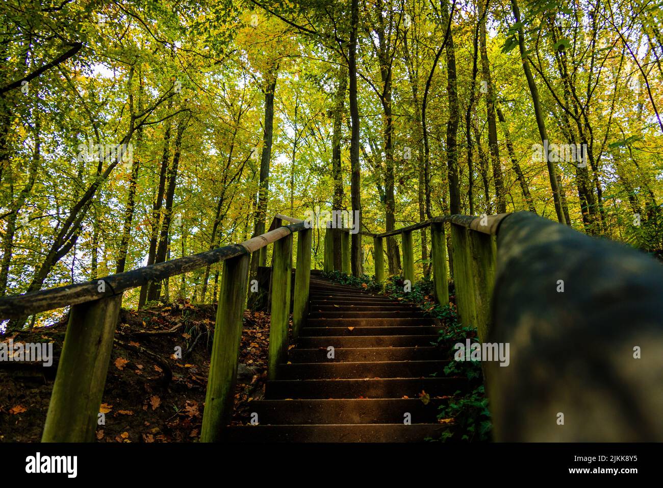 Ein natürlicher Blick auf einen Gehweg mit Holzgeländern in einem Wald Stockfoto