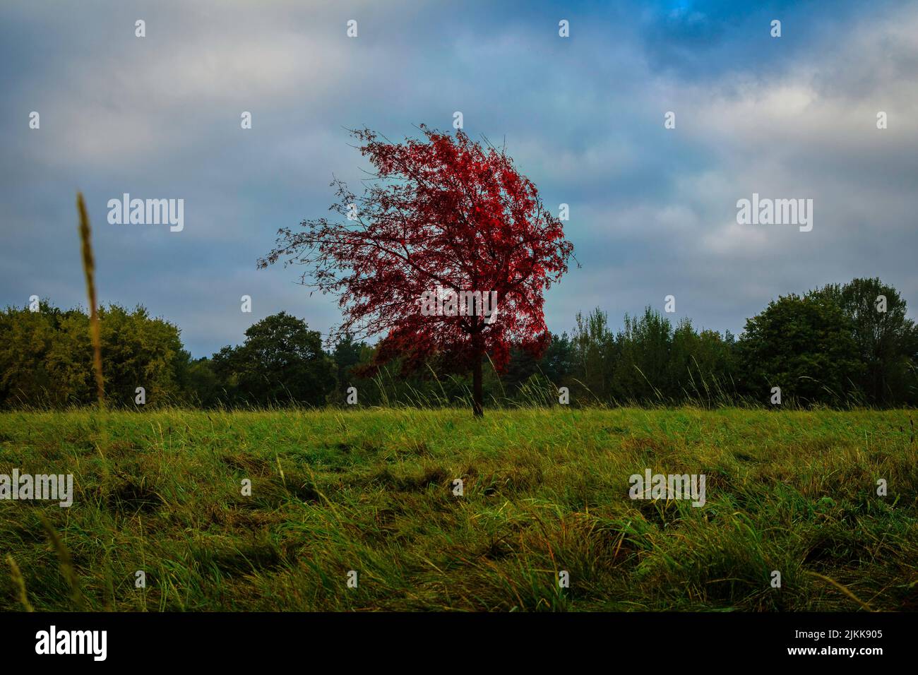 Ein einbunter herbstlicher Baum inmitten eines Feldes unter einem wolkigen Himmel auf dem Land Stockfoto