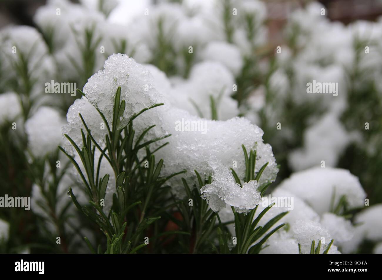 Eine Nahaufnahme von schmelzendem Eis auf Pflanzen im Frühling Stockfoto