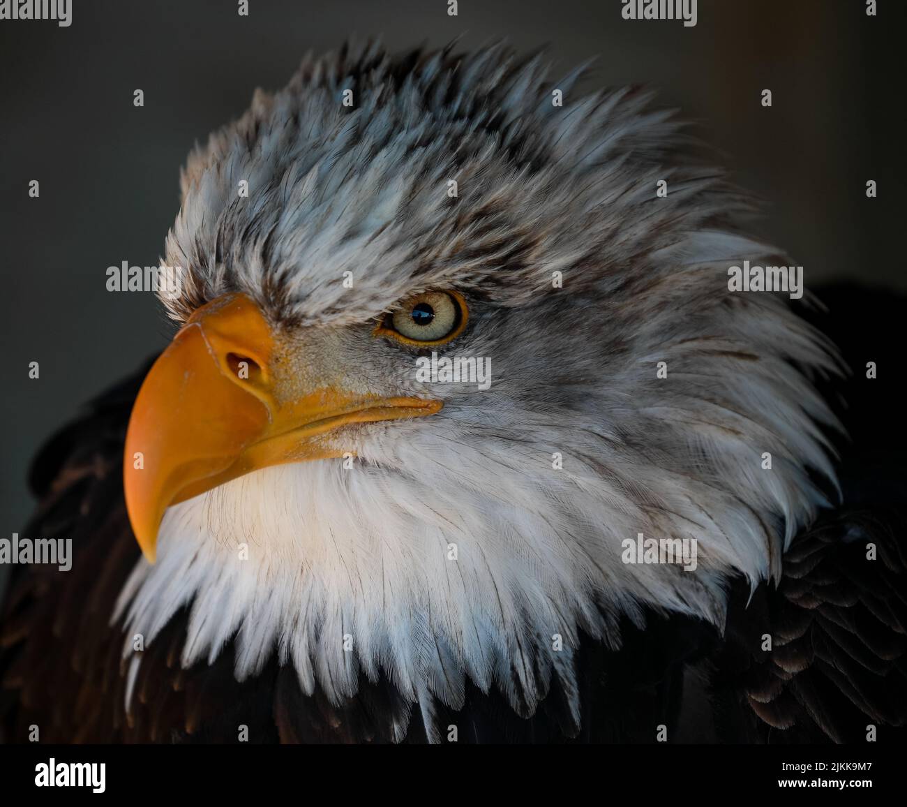 Eine Nahaufnahme eines Kopfes eines südlicher Weißkopfadler-Vogels auf einem verschwommenen dunklen Hintergrund Stockfoto