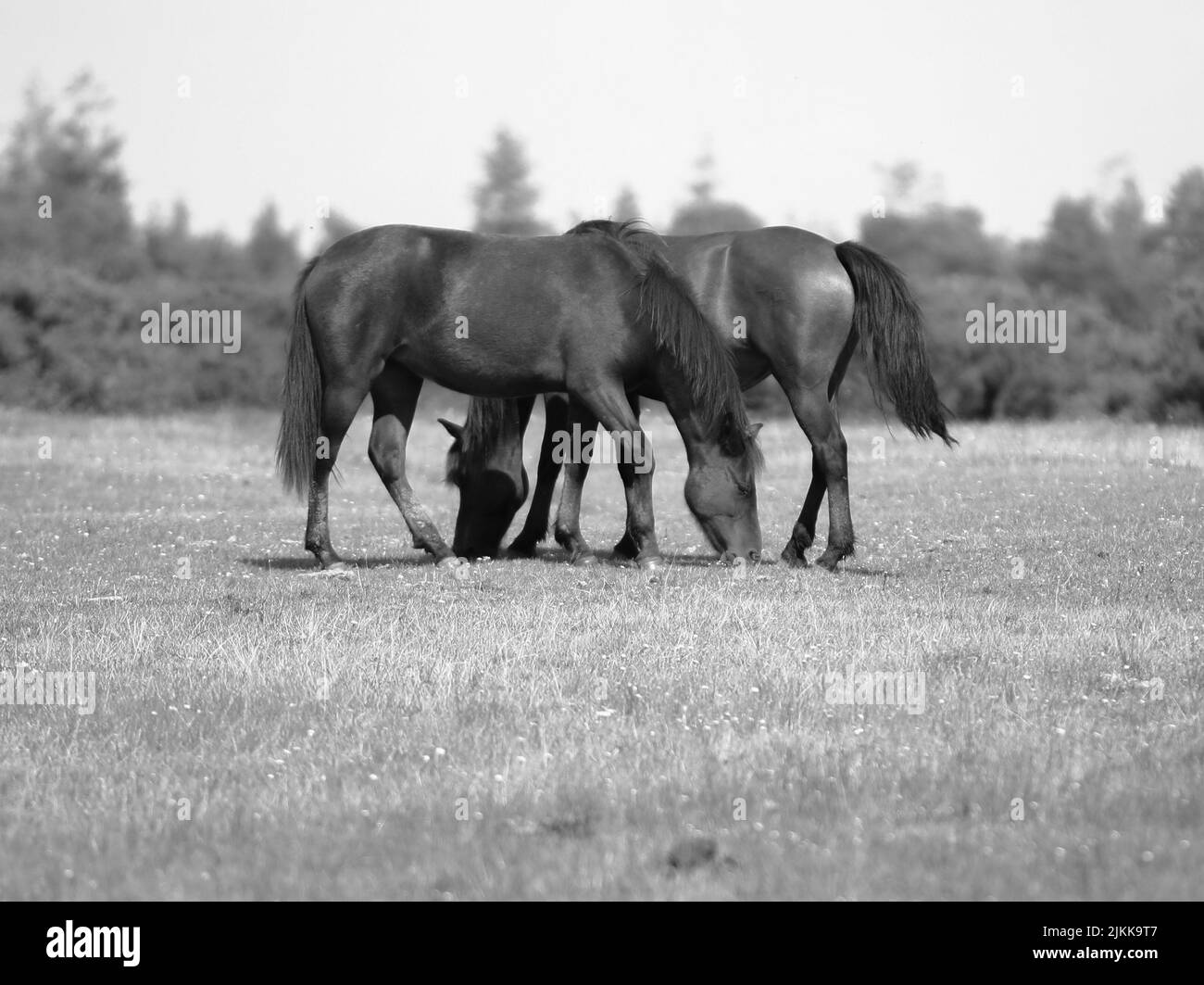 Eine Graustufen-Aufnahme mit flachem Fokus von zwei Pferden, die an einem sonnigen Tag auf dem Feld grasen, mit unscharfem Hintergrund Stockfoto Eine Graustufen-Aufnahme mit flachem Fokus von zwei Pferden, die an einem sonnigen Tag auf dem Feld grasen, mit unscharfem Hintergrund Stockfoto