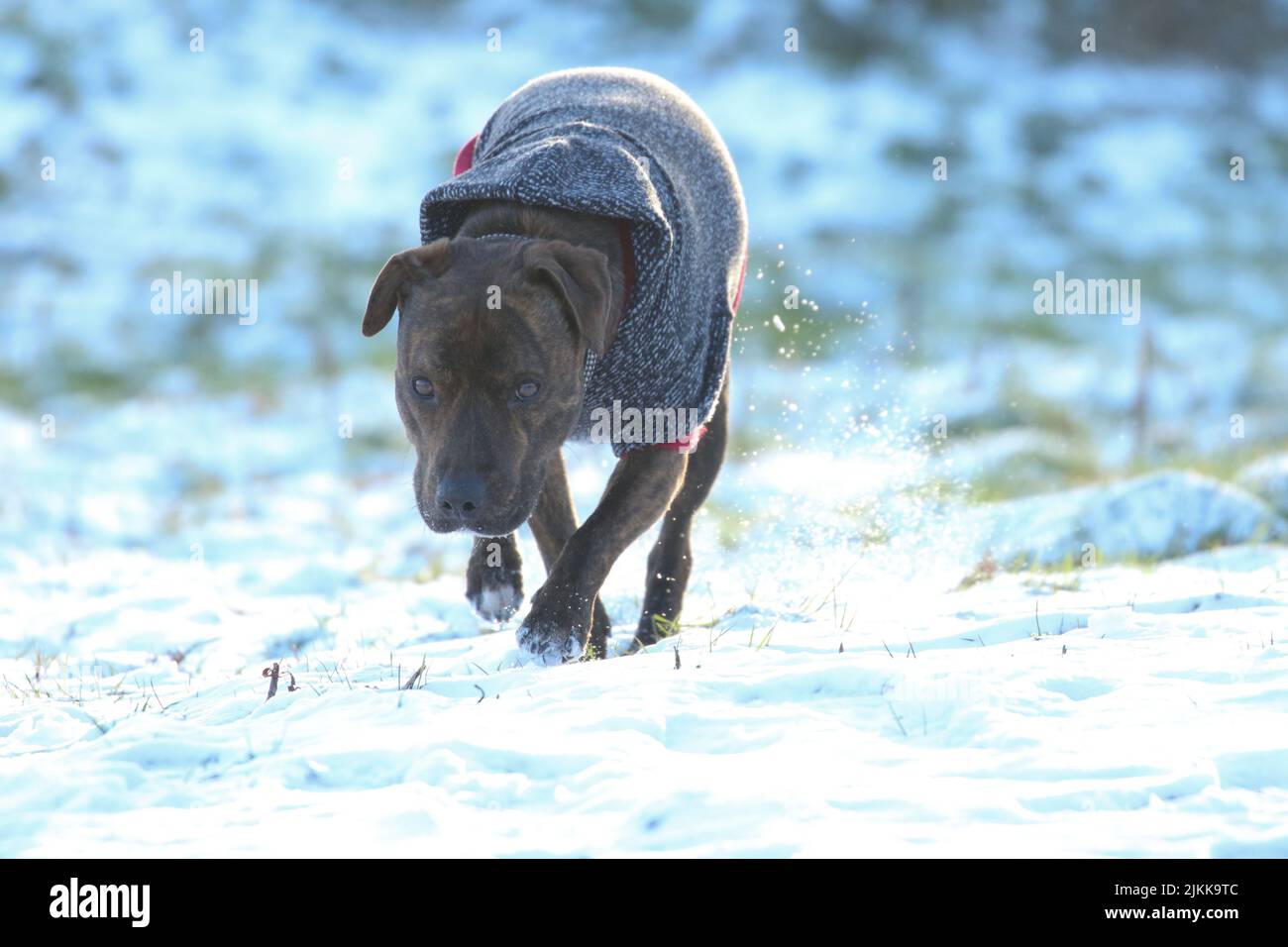 Eine flache Aufnahme mit Fokus auf einen Hund von Staffordshire Bull Terrier mit blauem Pullover, der in hellem Sonnenlicht und verschwommenem Hintergrund auf Schnee läuft Stockfoto