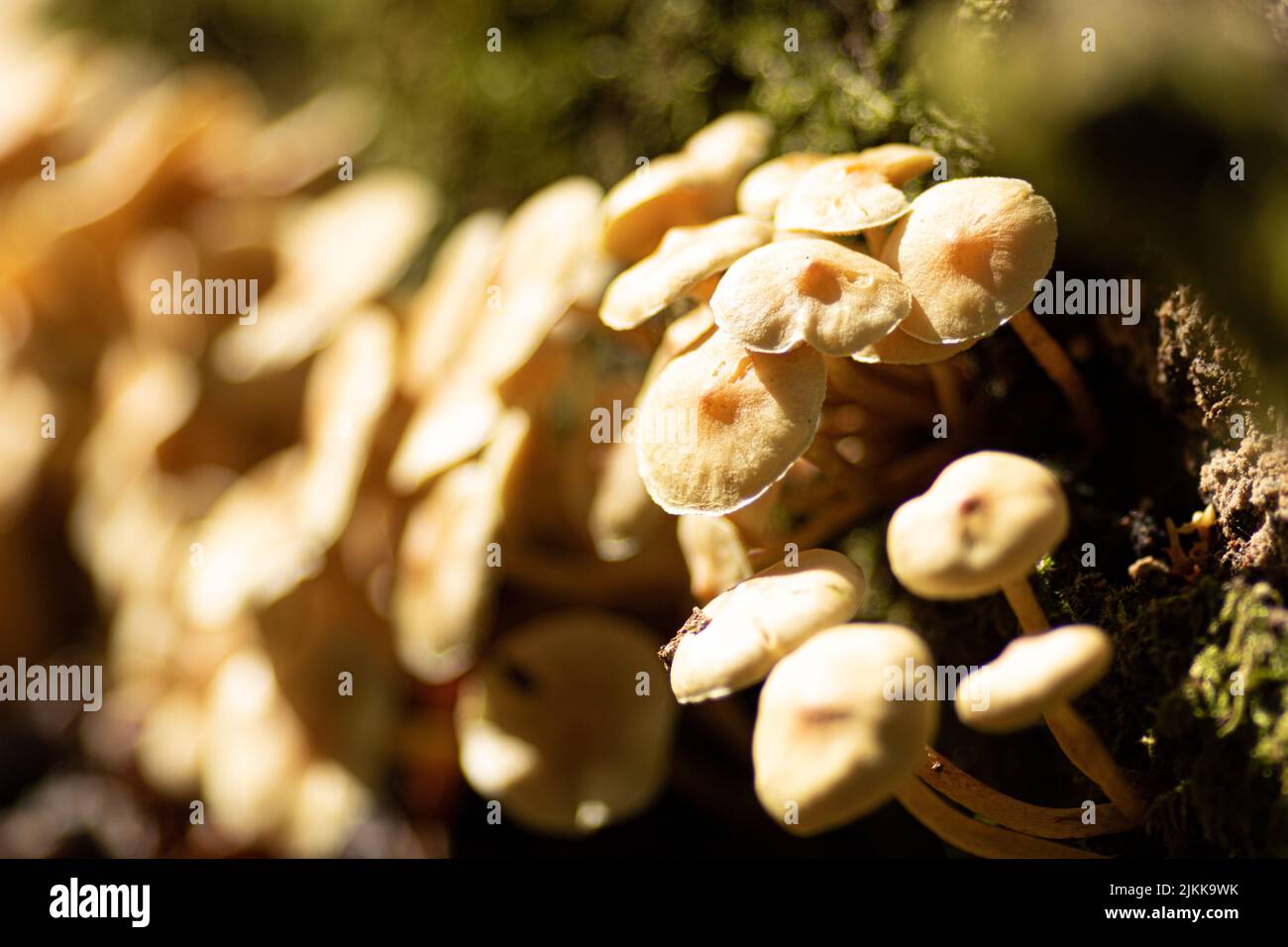 Eine Nahaufnahme von kleinen Pilzen, die auf dem Boden wachsen Stockfoto