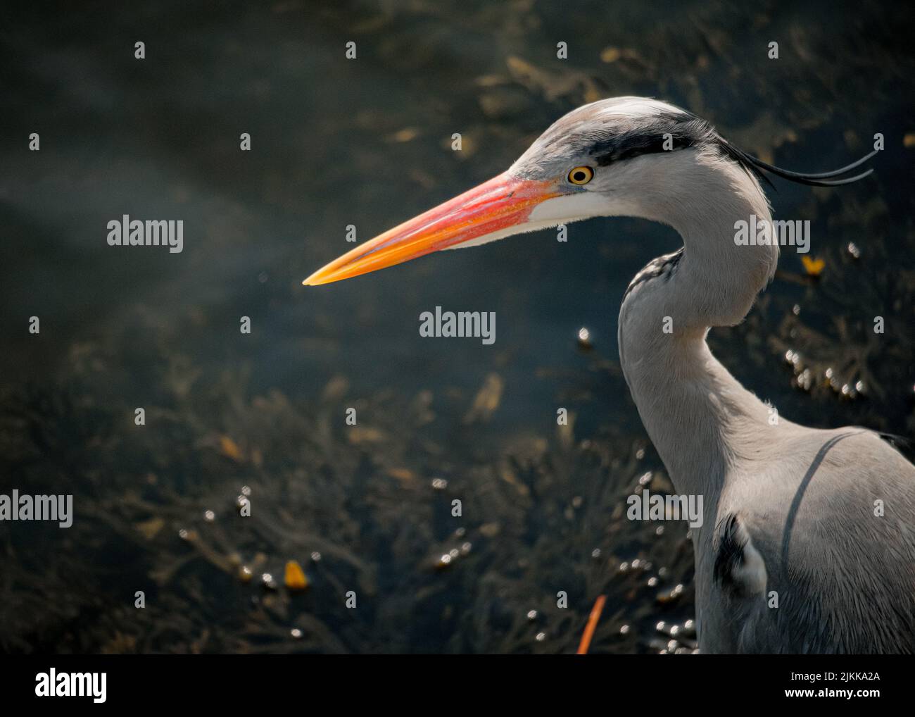Ein flacher Fokus eines Graureiher-Vogels Stockfoto