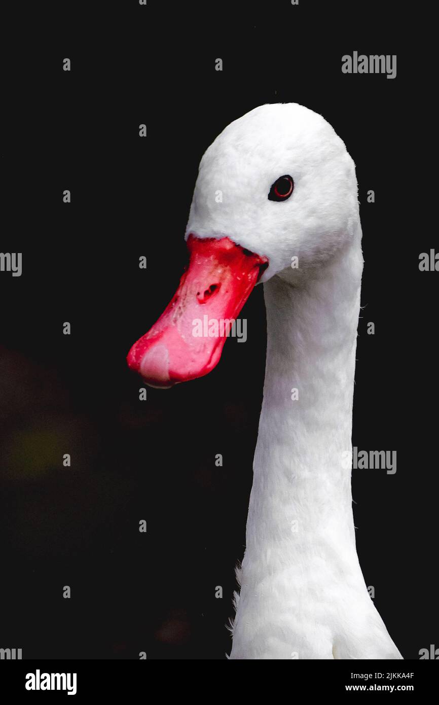 Ein vertikales Porträt einer Ente mit rotem Schnabel auf schwarzem Hintergrund Stockfoto