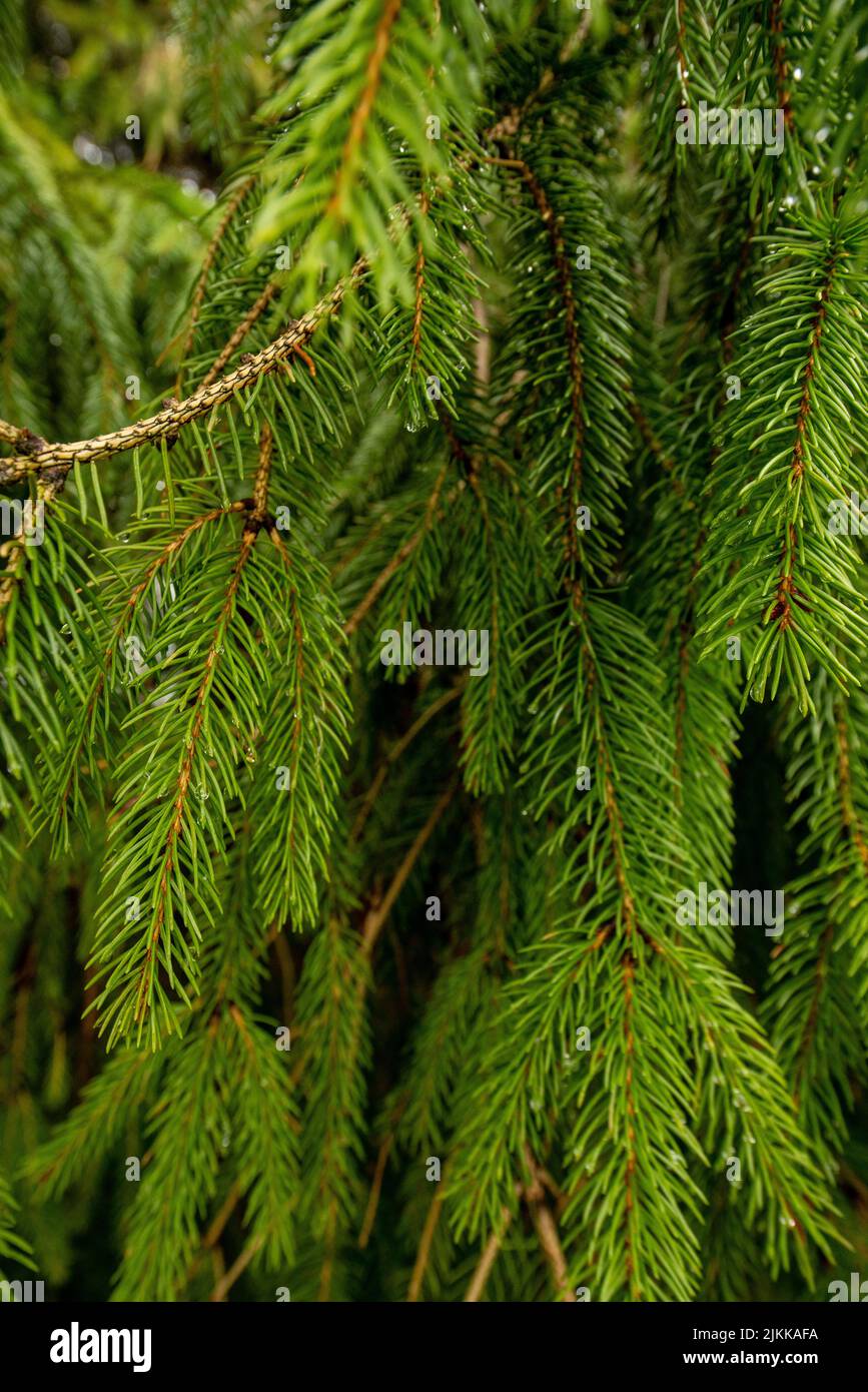 Eine vertikale Aufnahme von grünen Fichtenzweigen Stockfoto