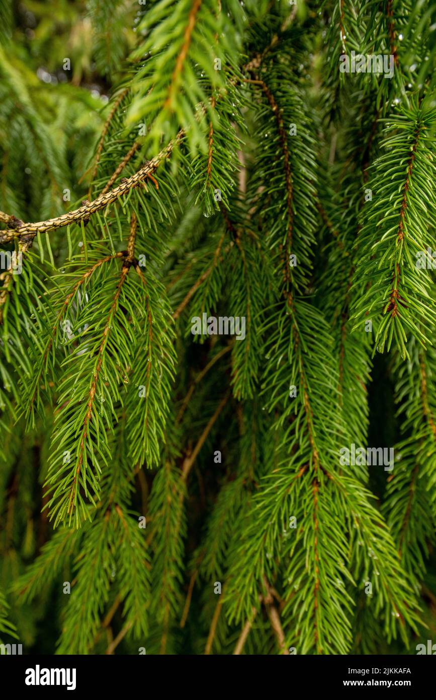 Eine vertikale Aufnahme von grünen Fichtenzweigen Stockfoto