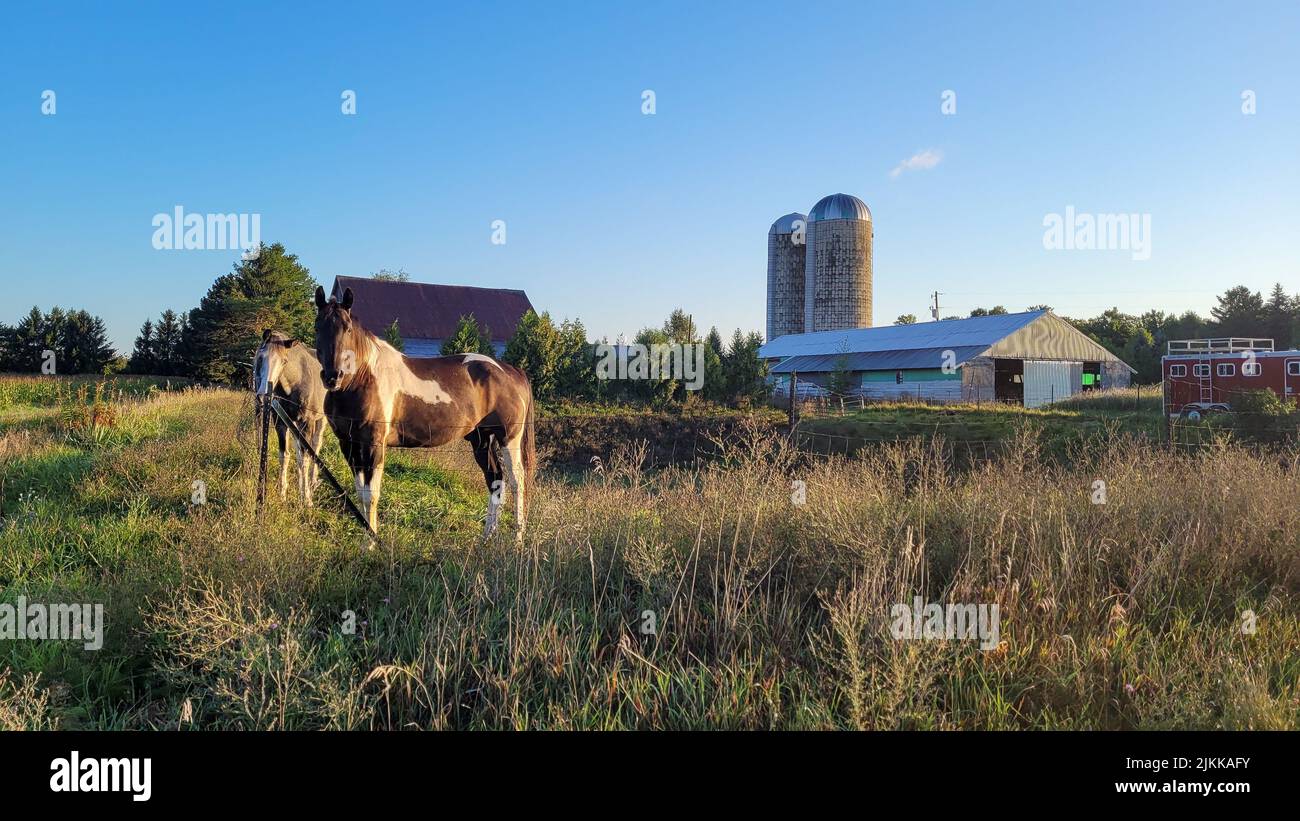 Das Paint Quarter Horse und Tennessee Walking Horse auf einer Farm in Leelanau County, Michigan Stockfoto