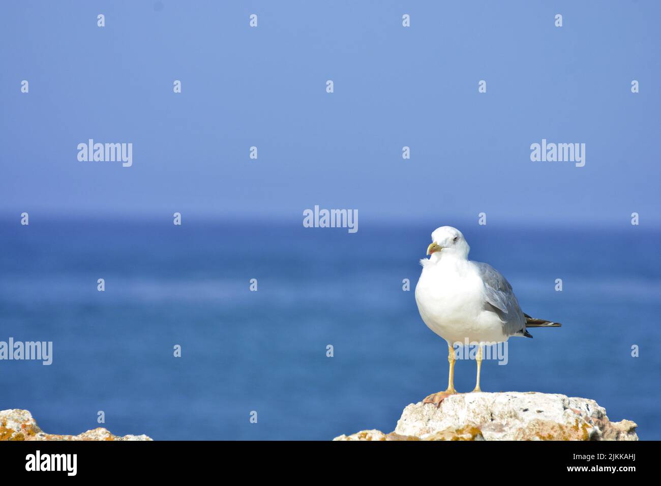 Eine Nahaufnahme eines winzigen Larus, der auf dem Felsen vor dem Hintergrund des blauen Meeres thront Stockfoto