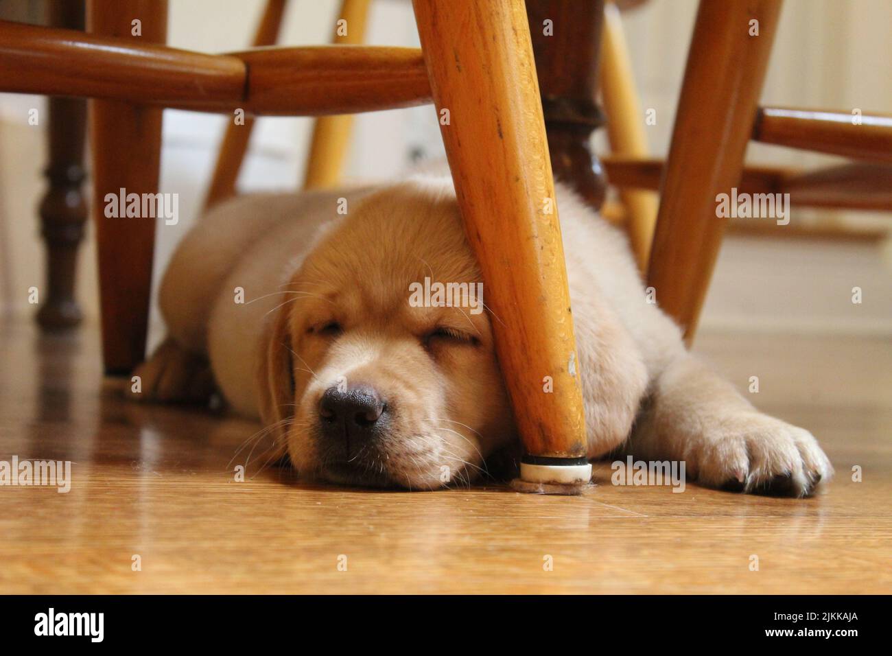 Eine Nahaufnahme eines niedlichen Hundes, der unter einem Stuhl schläft Stockfoto