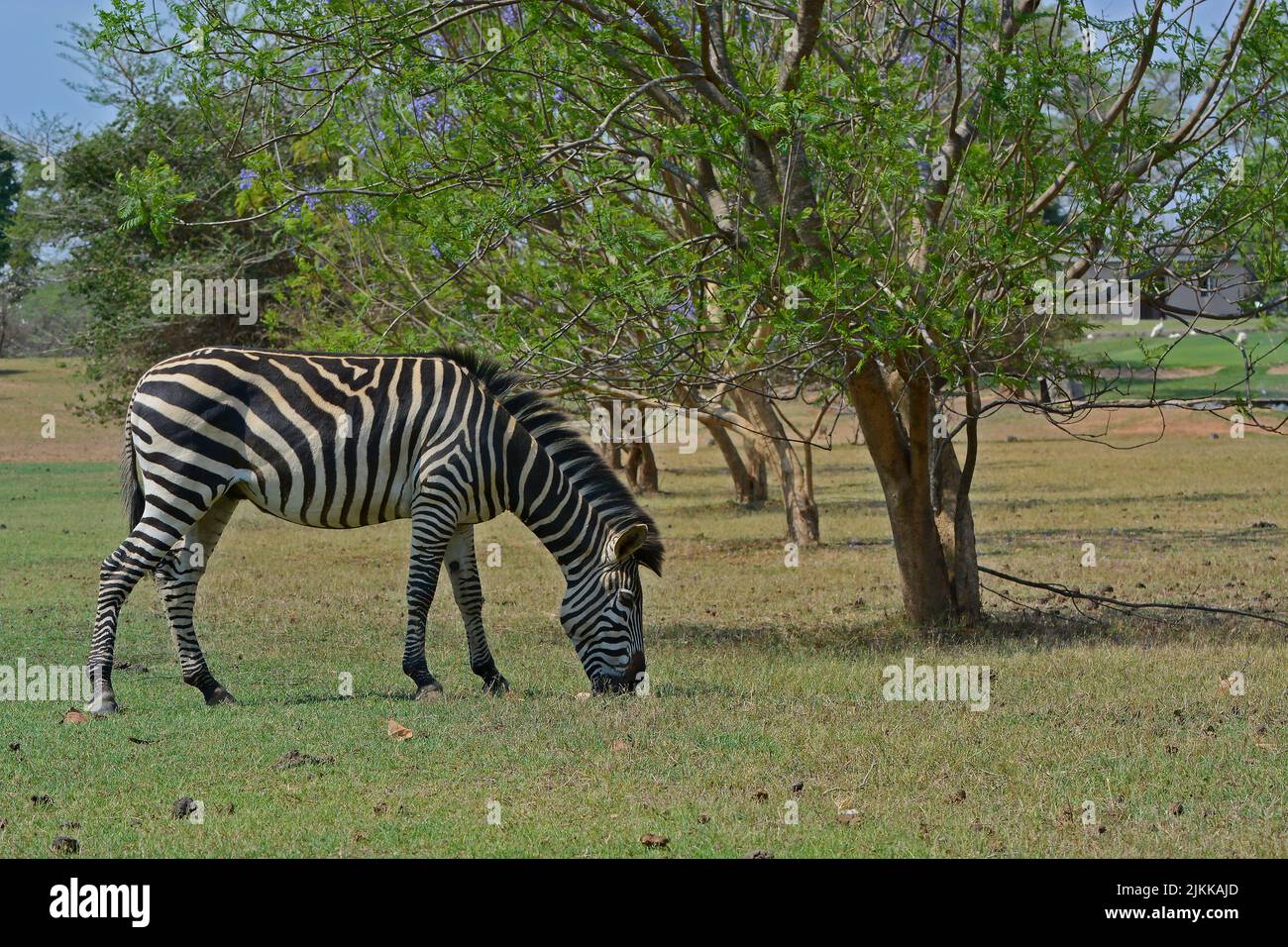 Ein Zebra im Pazuri Park in der Nähe der Stadt Lusaka in Sambia, Afrika Stockfoto