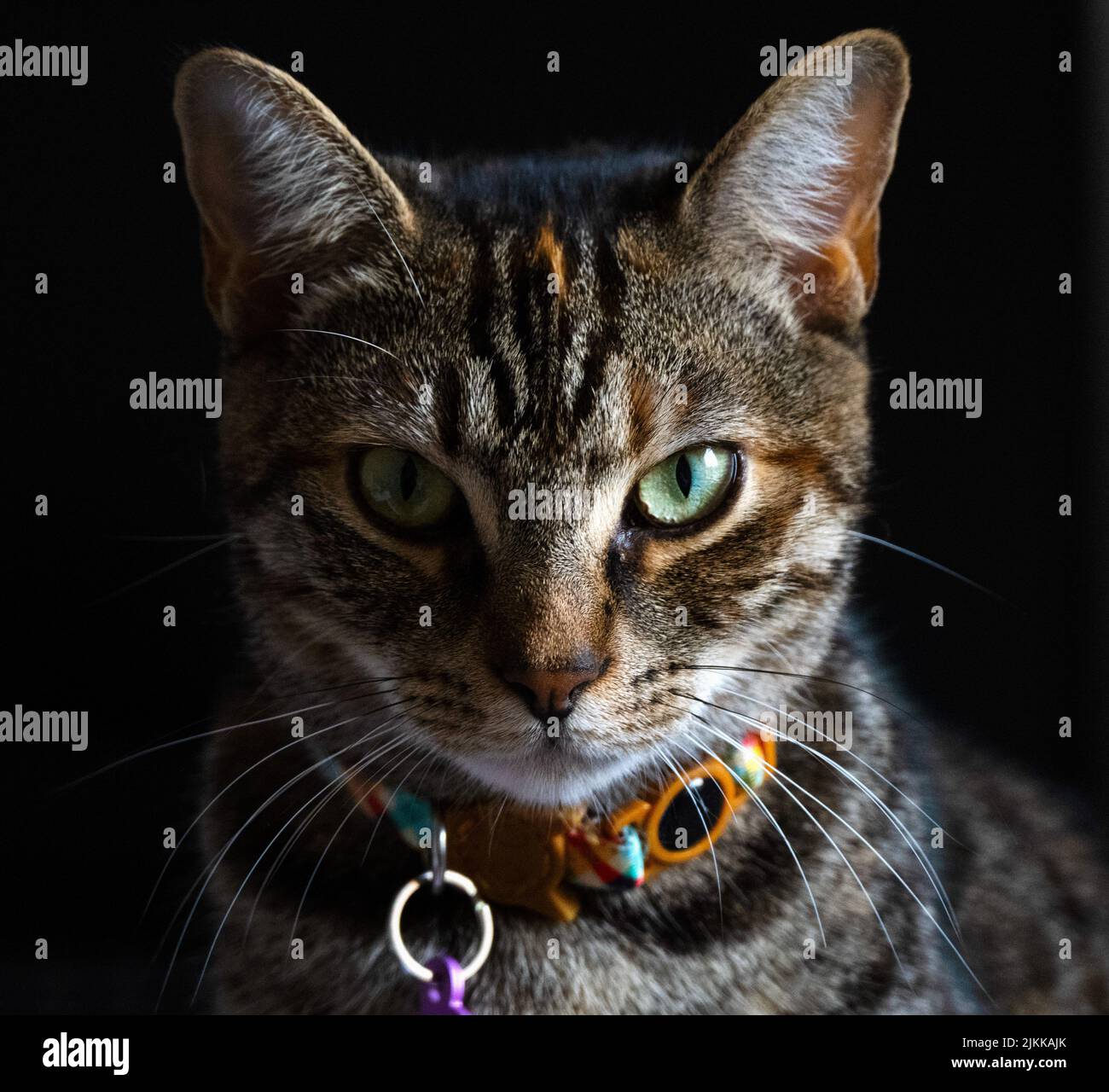 Ein Split-Lighting-Portrait einer tabby Katze, die heftig in das Kameraobjektiv starrt Stockfoto