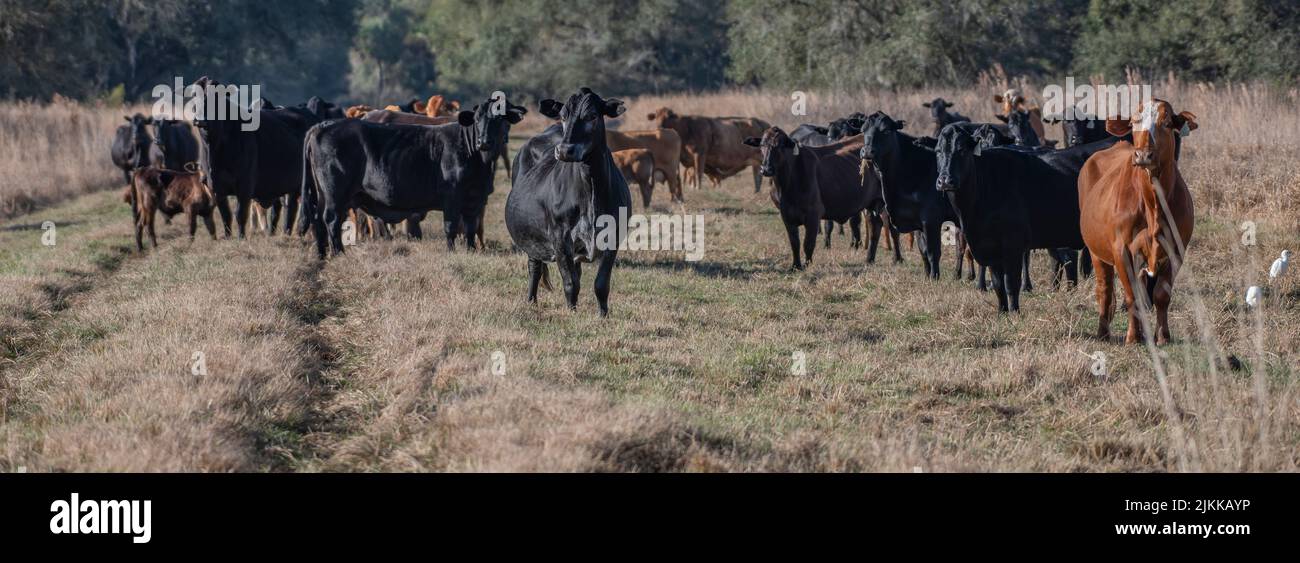 Eine Panoramalandschaft mit braunen und schwarzen Kühen, die auf der Weide grasen Stockfoto