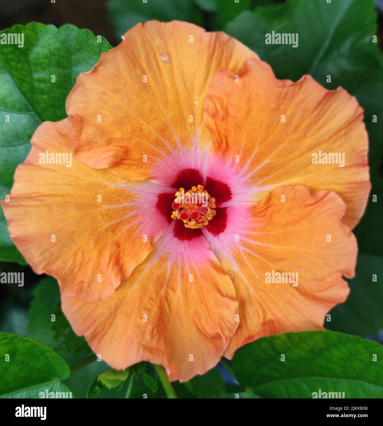 Eine Draufsicht auf die blühende orange Platone Hibiskusblüte in unscharfem Hintergrund Stockfoto