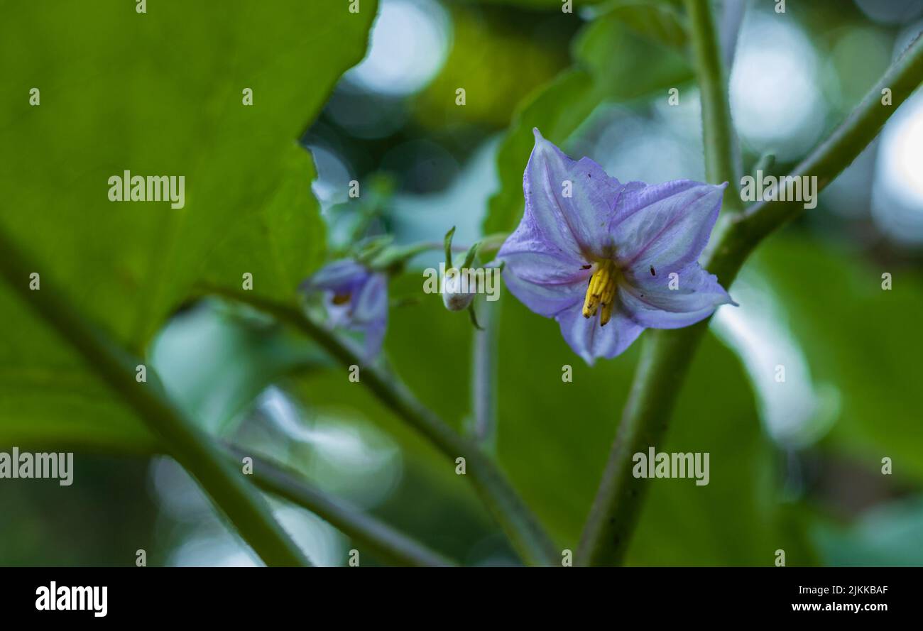 Eine Nahaufnahme einer wunderschönen violetten Brinjals-Blume auf einem Zweig eines Baumes Stockfoto