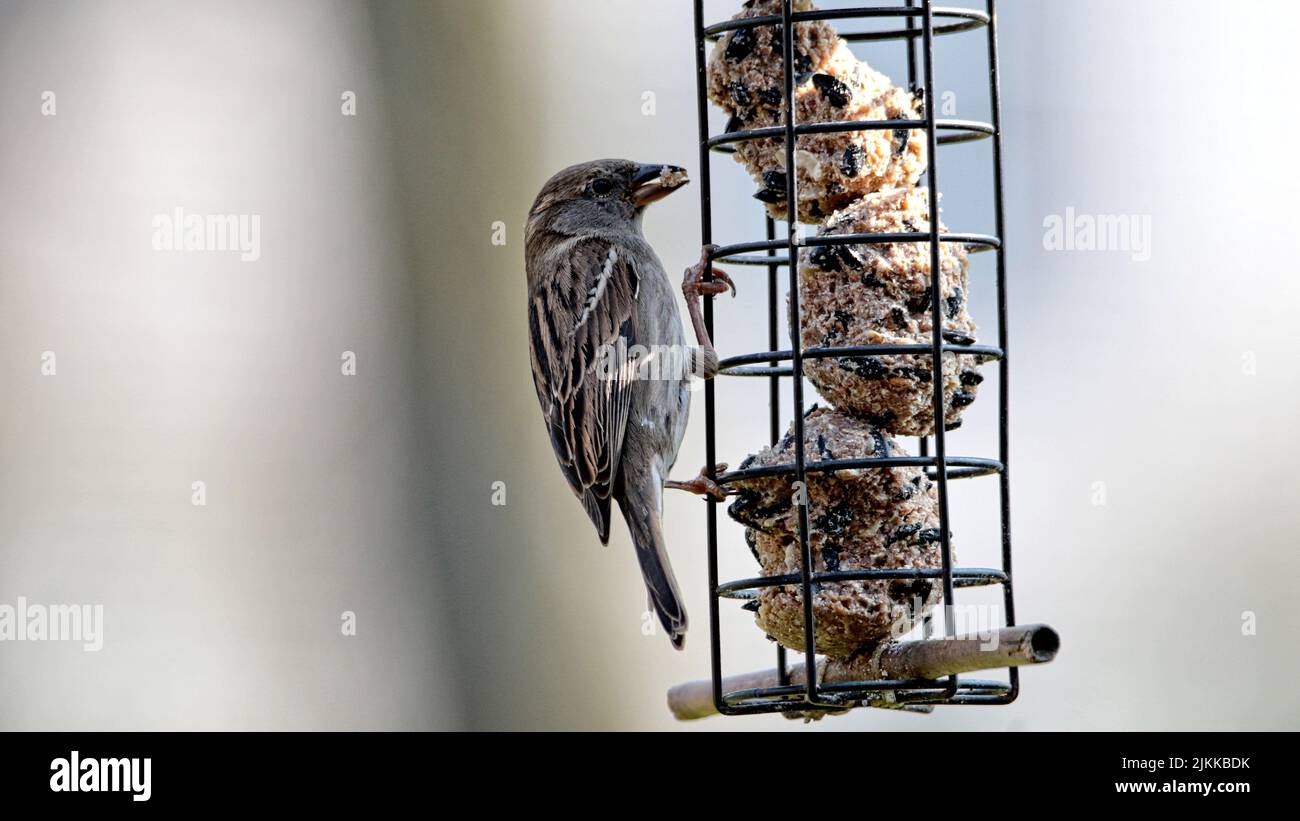 Eine Nahaufnahme eines Sperling, der auf einer Metallstruktur thront Stockfoto