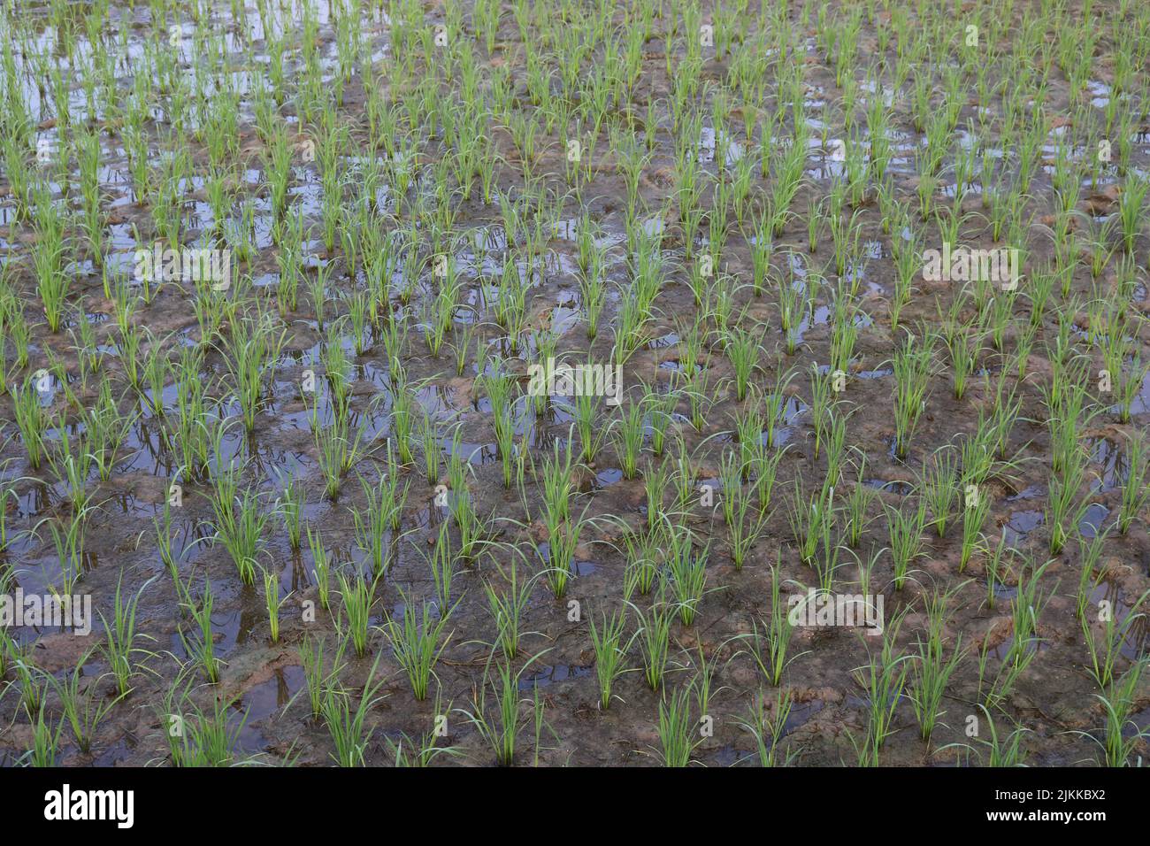 Eine Aufnahme aus einem hohen Winkel von Reisplantagen Stockfoto