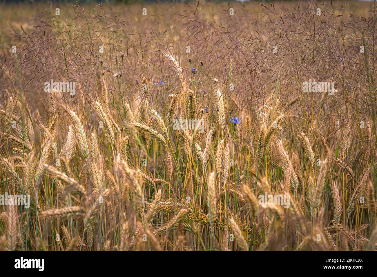 Goldene Ähren von Weizen auf dem Feld im Sonnenlicht. Weizenfelder am Ende des Sommers voll reif. Stockfoto