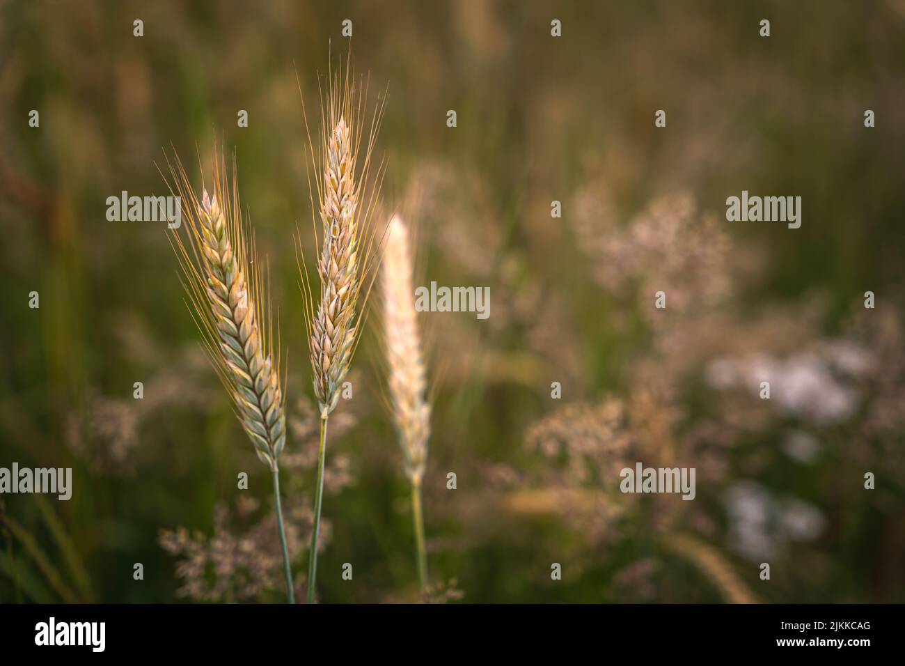 Goldene Ähren von Weizen auf dem Feld im Sonnenlicht. Weizenfelder am Ende des Sommers voll reif. Stockfoto