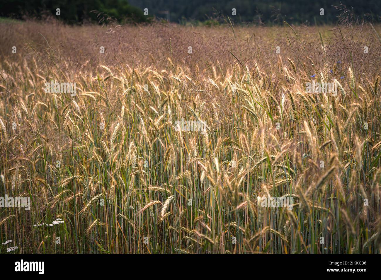 Goldene Ähren von Weizen auf dem Feld im Sonnenlicht. Weizenfelder am Ende des Sommers voll reif. Stockfoto