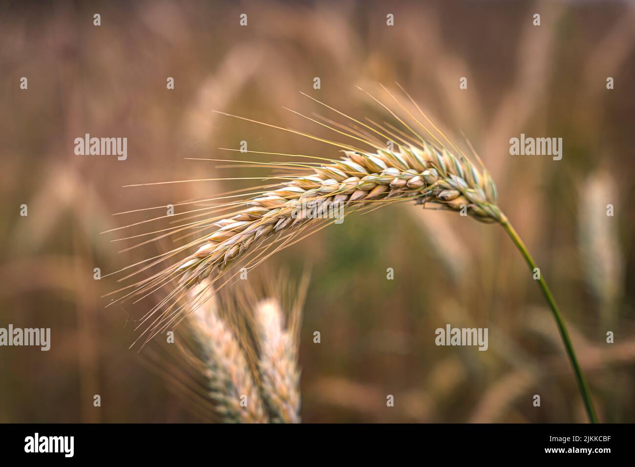 Goldene Ähren von Weizen auf dem Feld im Sonnenlicht. Weizenfelder am Ende des Sommers voll reif. Stockfoto