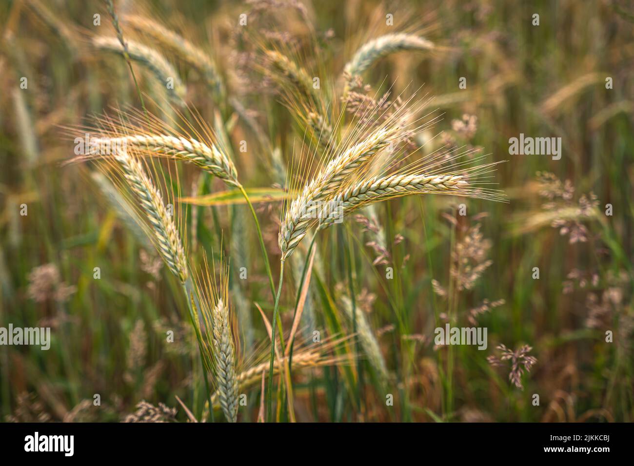 Goldene Ähren von Weizen auf dem Feld im Sonnenlicht. Weizenfelder am Ende des Sommers voll reif. Stockfoto