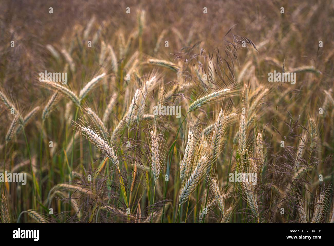 Goldene Ähren von Weizen auf dem Feld im Sonnenlicht. Weizenfelder am Ende des Sommers voll reif. Stockfoto