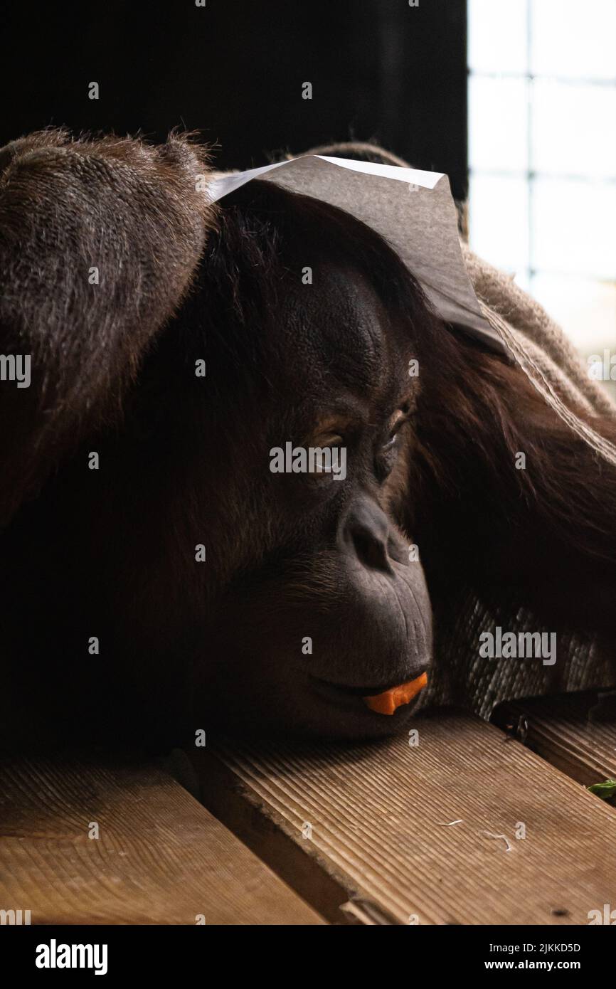 Eine vertikale Aufnahme eines Orang-Utans mit Nahrung im Mund, die auf hölzernen Brettern liegt Stockfoto