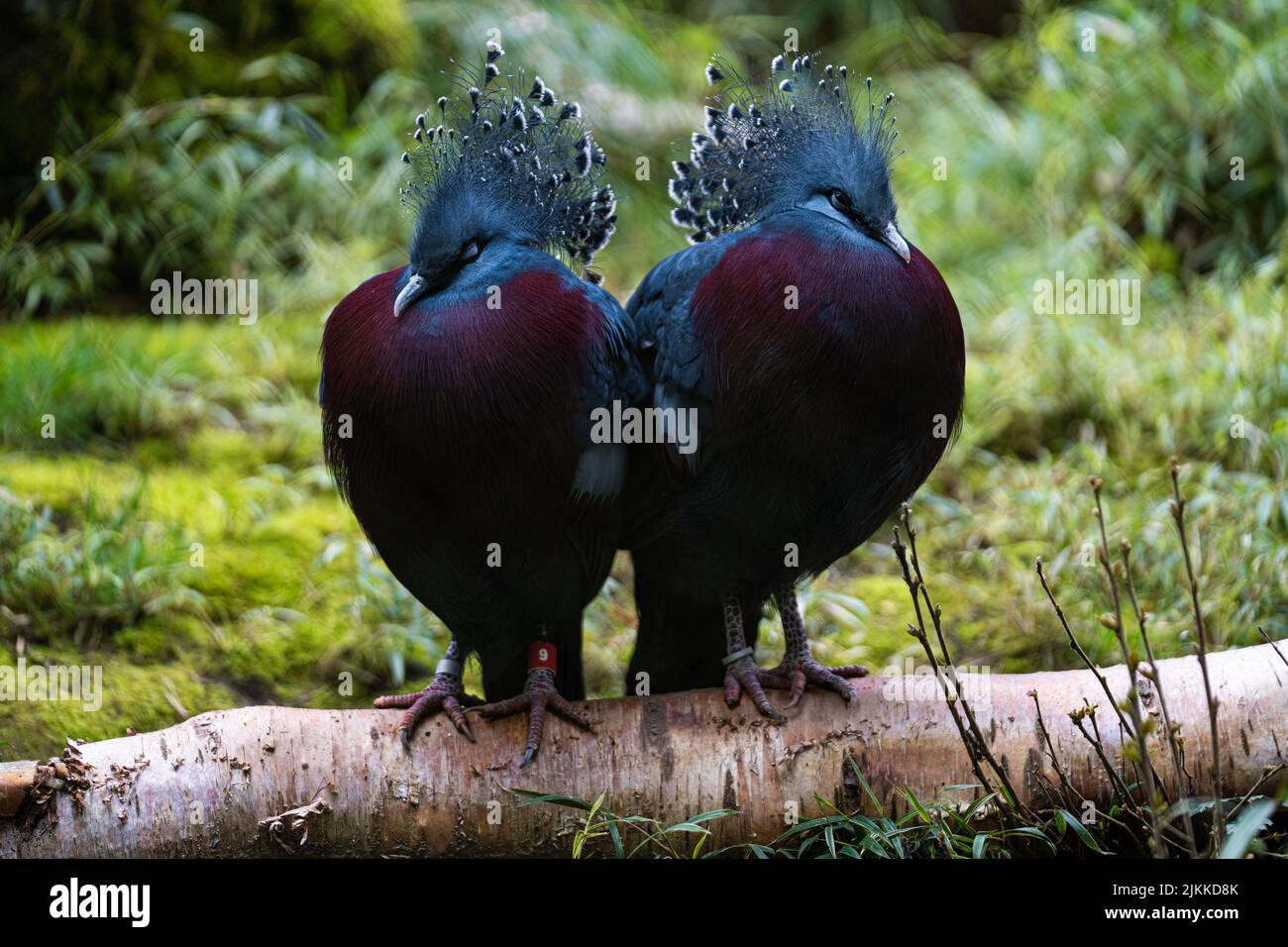 Ein paar von victoria gekrönten Tauben auf einem Baumstamm thront Stockfoto
