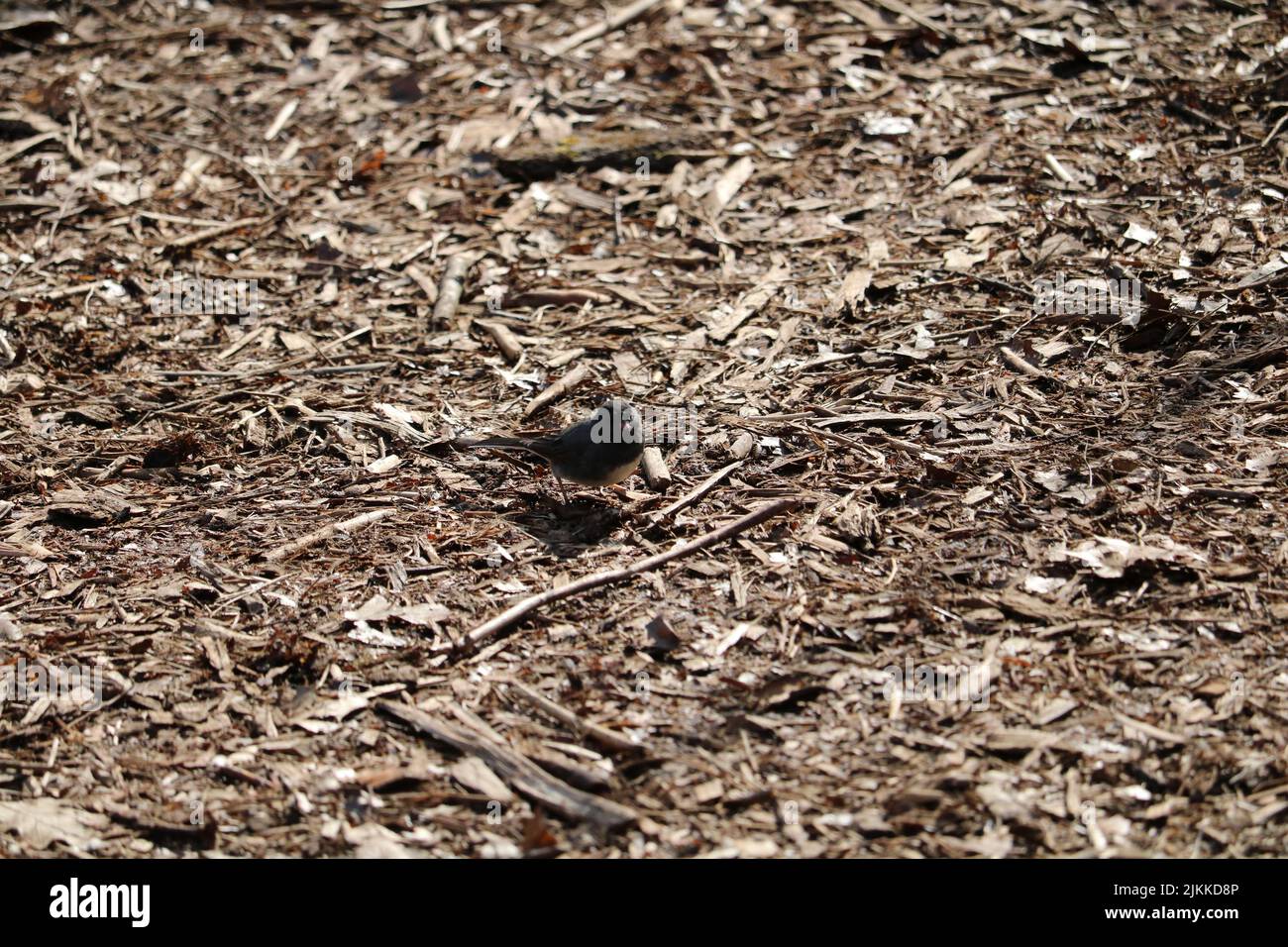 Ein kleiner Singvögel, der im Herbst auf dem Boden sitzt und mit braunem Laub gefüllt ist Stockfoto