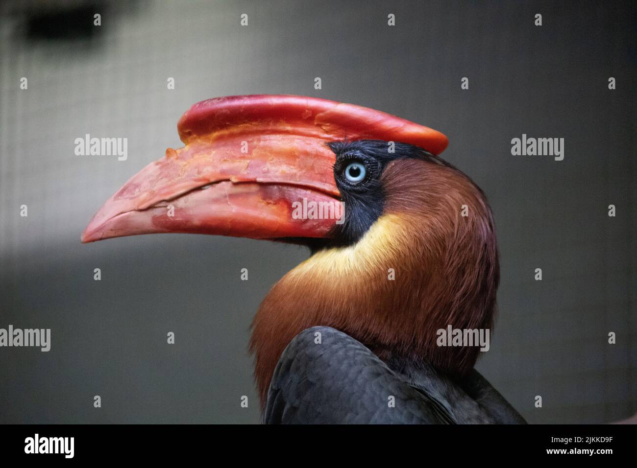 Nahaufnahme eines rauhen Hornbills auf einem unscharfen grauen Hintergrund im Zoo von Colchester Stockfoto