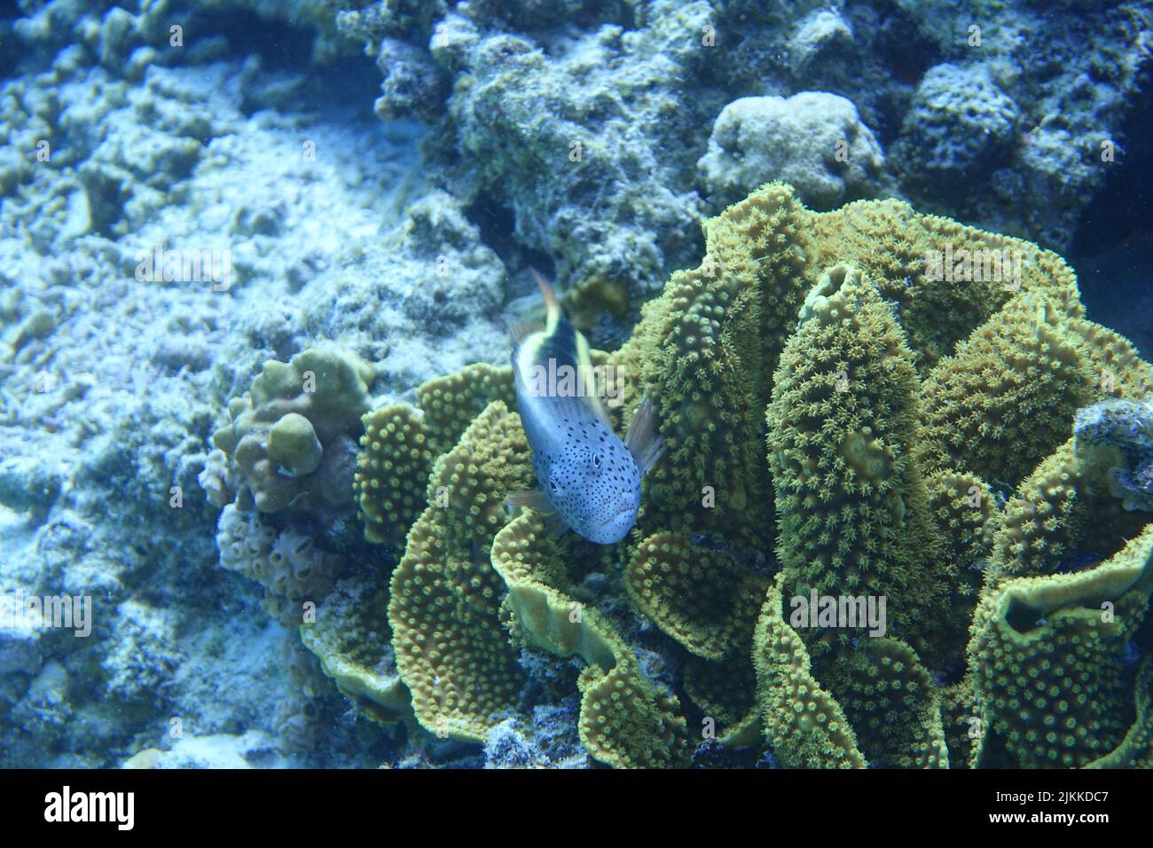 Eine Nahaufnahme von Freckled Hawkfish in der Koralle Stockfoto