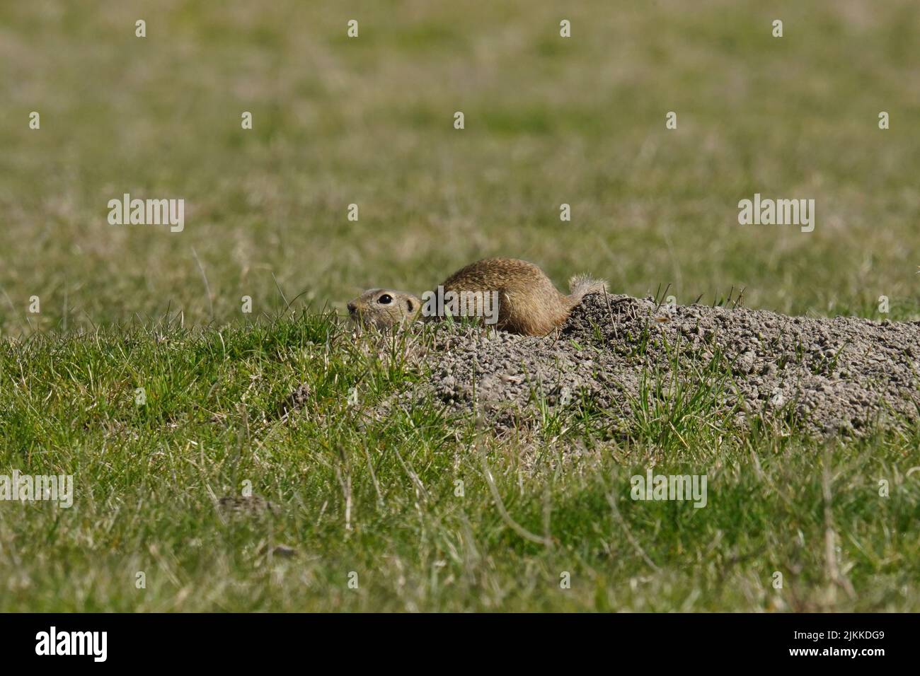 Ein Nahaufnahme geschossen europäischen Boden Eichhörnchen Nagetier sitzt auf dem Gras. Stockfoto
