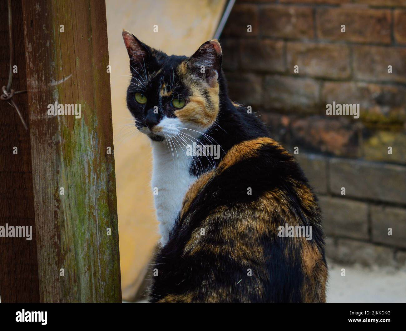 Ein Nahaufnahme-Porträt einer schwarzen und rothaarigen Katze, die zurückschaut und an einer Ziegelwand sitzt Stockfoto