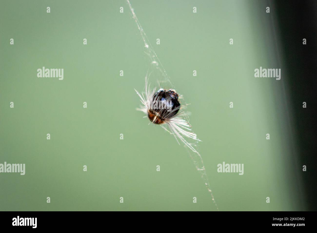 Eine Beute, die im Spinnennetz gefangen ist Stockfoto