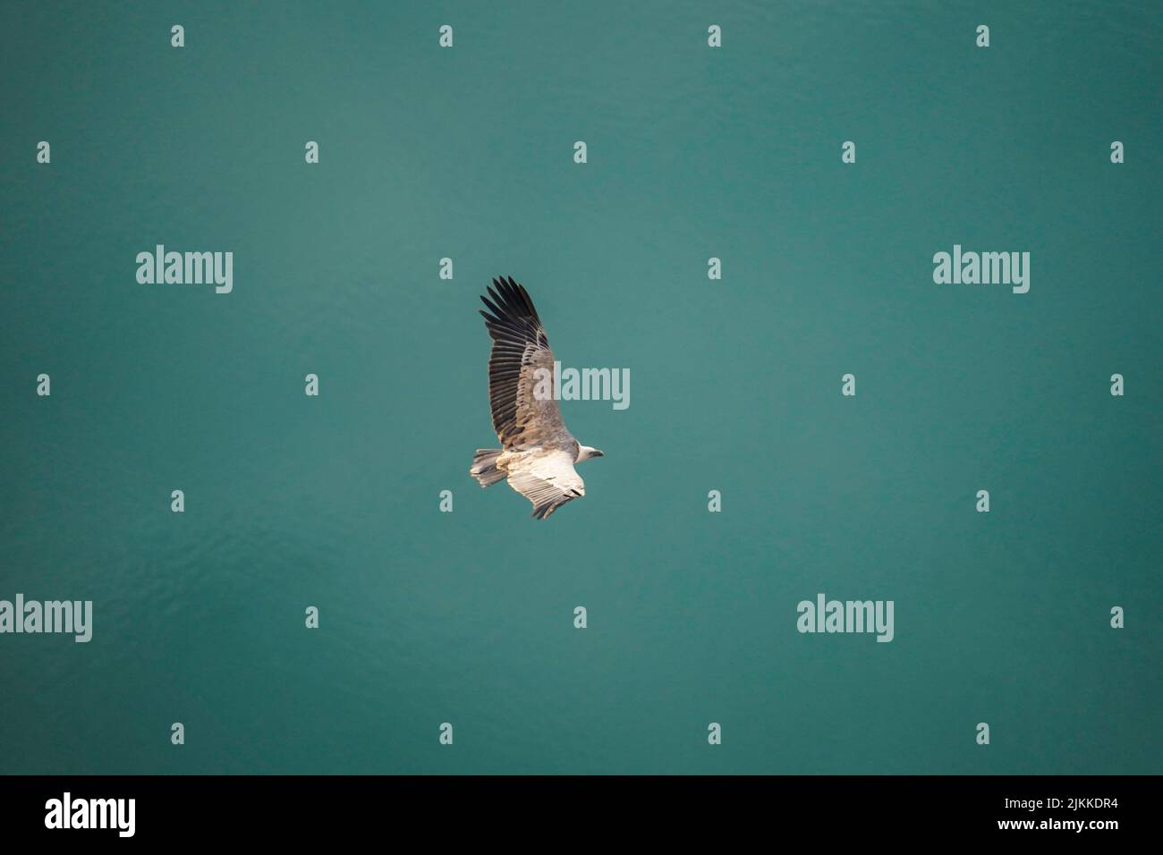 Eine malerische Aussicht auf einen Adler, der über blauem Wasser mit weit geöffneten Flügeln in Uvac, Serbien, fliegt Stockfoto