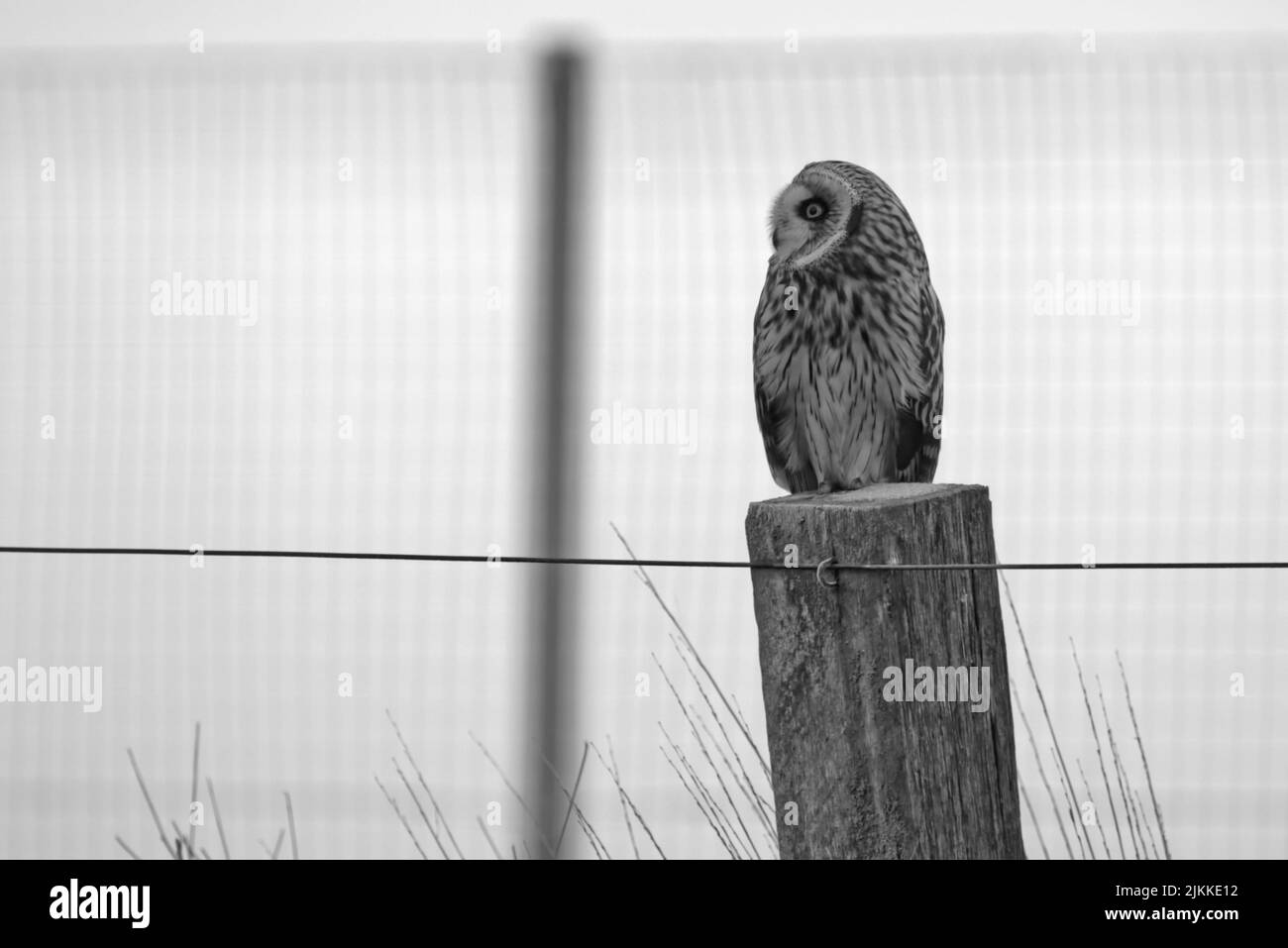 Eine Graustufenaufnahme einer Eule, die auf einer hölzernen Säule thront Stockfoto
