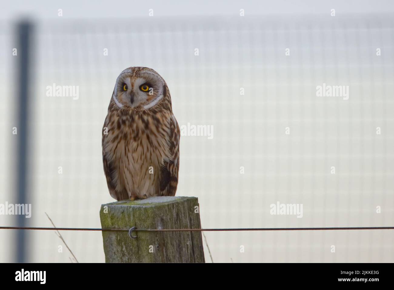 Eine Nahaufnahme einer Eule, die auf einer Holzsäule thront Stockfoto