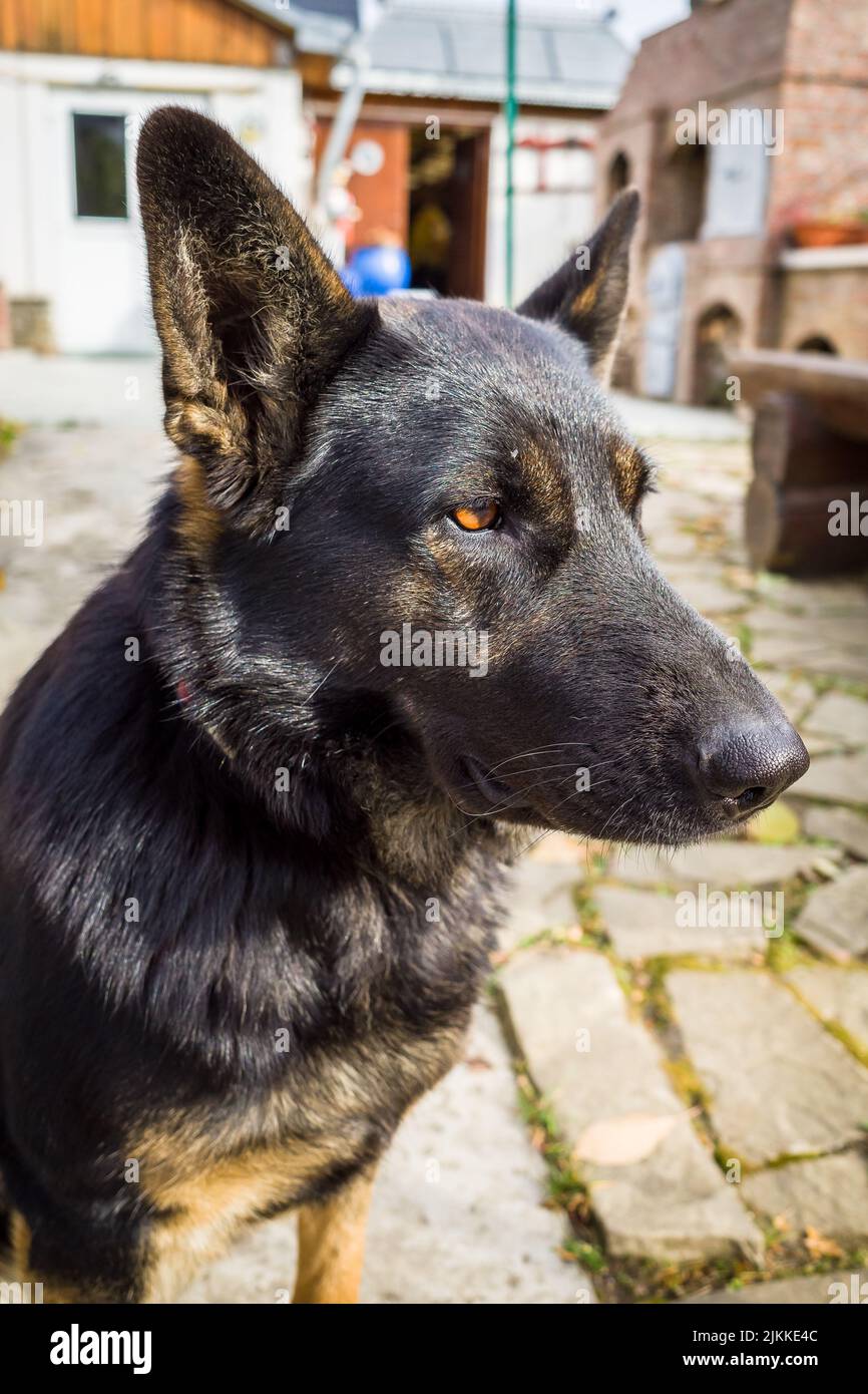Im Hof des Hauses sitzt eine vertikale Aufnahme eines deutschen Schäfers mit roten Augen Stockfoto