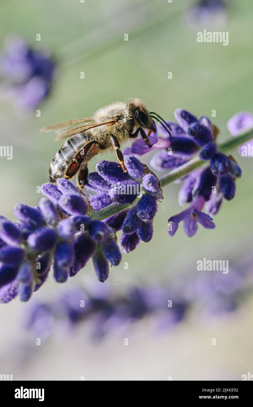 Eine Nahaufnahme einer Biene auf einer Lavendelblüte Stockfoto