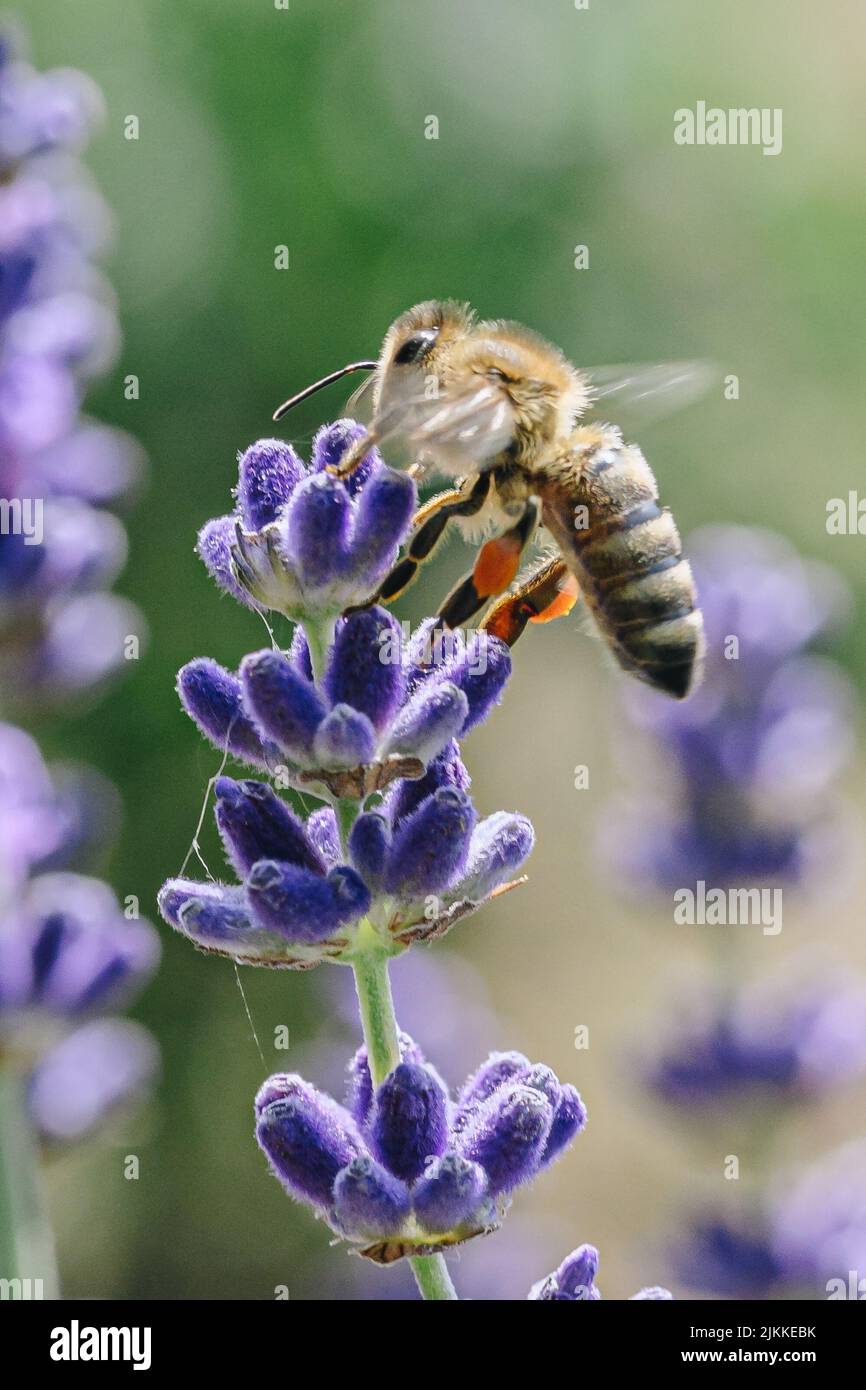 Eine Nahaufnahme einer Biene auf einer Lavendelblüte Stockfoto