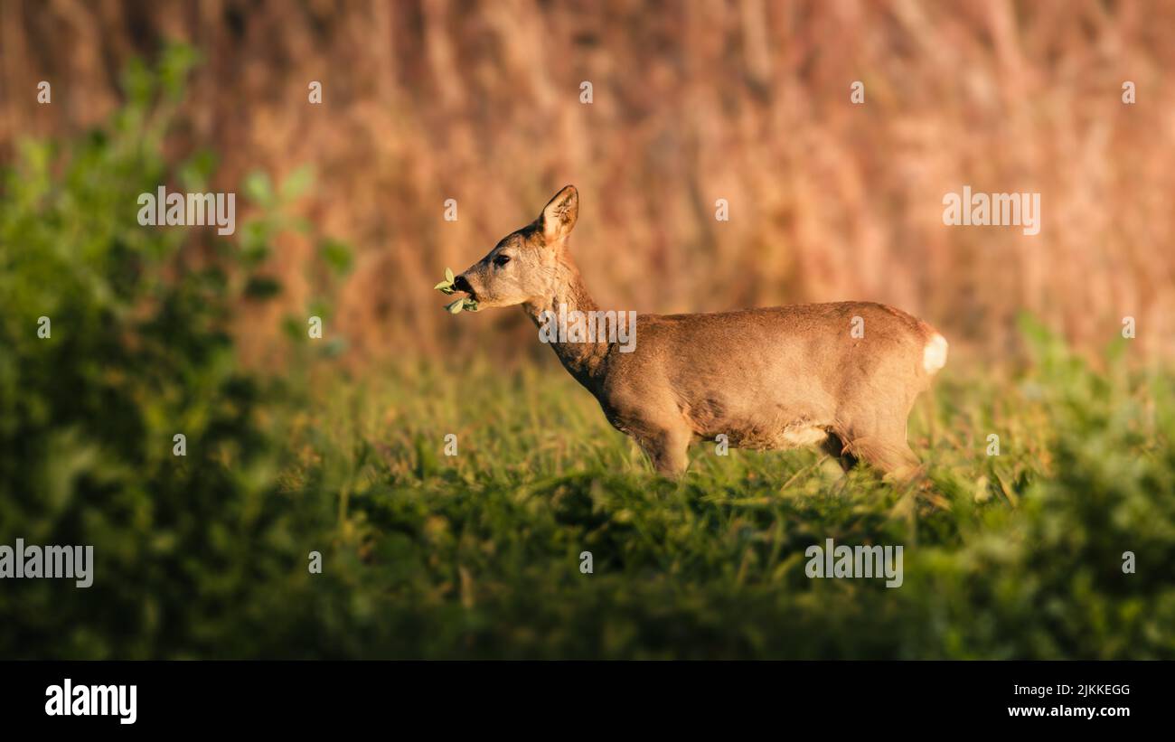 Eine Nahaufnahme eines schönen beigefarbenen Hirsches, der an einem Frühlings- oder Sommertag auf einem grünen Feld steht Stockfoto