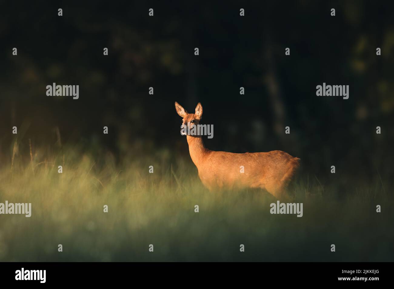Eine Nahaufnahme eines schönen beigefarbenen Hirsches, der an einem Frühlings- oder Sommertag auf einem grünen Feld steht Stockfoto