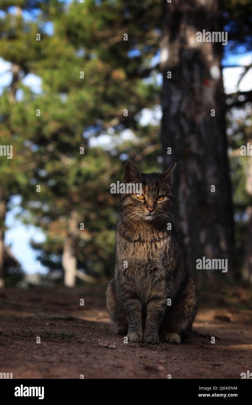 Eine Nahaufnahme einer schönen Katze, die an einem sonnigen Tag mit unscharfem Hintergrund auf dem Boden im Park sitzt Stockfoto
