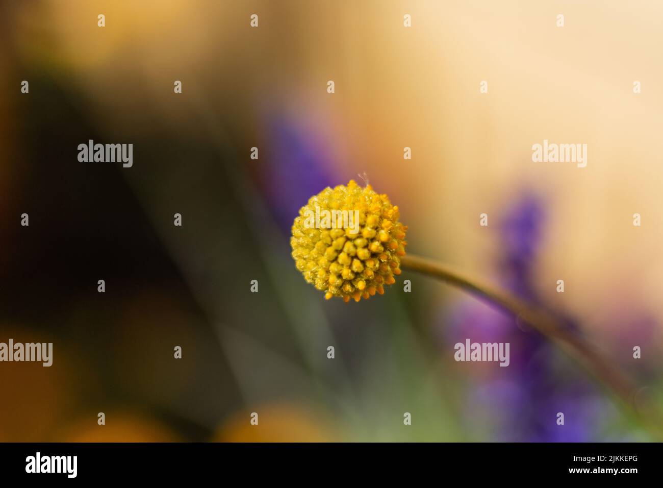 Eine Nahaufnahme einer Craspedia-Blume im verschwommenen Hintergrund. Stockfoto