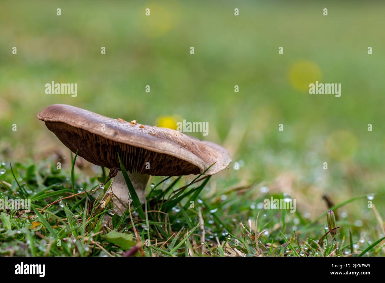 Nahaufnahme eines Pilzes im Gras mit Regentropfen auf einer Wiese Stockfoto