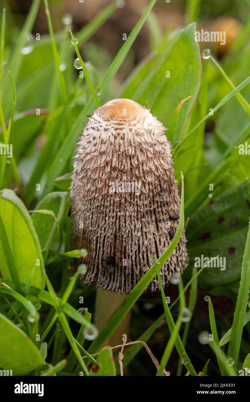 Eine vertikale Aufnahme eines zotteligen Mähnepilzes im Gras mit Regentropfen auf einer Wiese Stockfoto