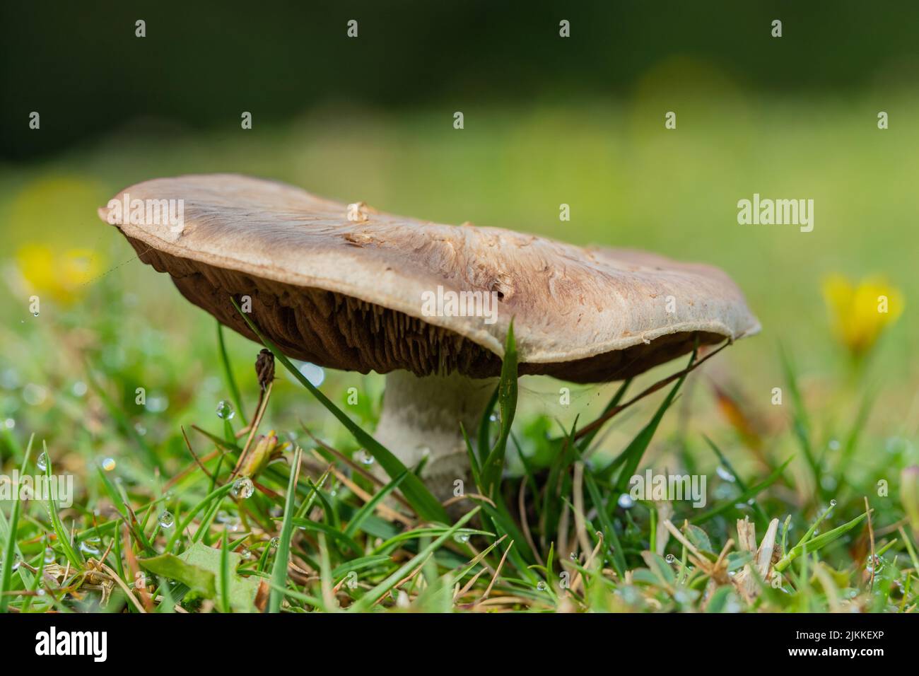 Nahaufnahme eines Pilzes im Gras mit Regentropfen auf einer Wiese Stockfoto